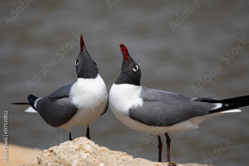 Foto Beaks raised in Laughing Gull courtship behavior in closeup with copy space