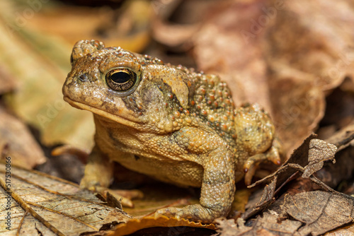Closeup of Fowler’s toad in forest. Concept of wildlife conservation, habit loss and preservation.