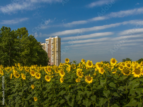 a field of large yellow-orange sunflowers near the outskirts of a large city with high-rise modern houses on a sunny summer day