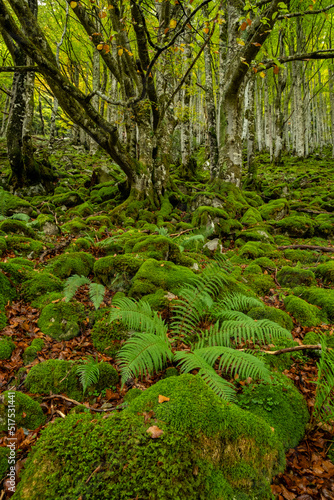 bosque de Bordes, valle de Valier -Riberot-, Parque Natural Regional de los Pirineos de Ariège, cordillera de los Pirineos, Francia