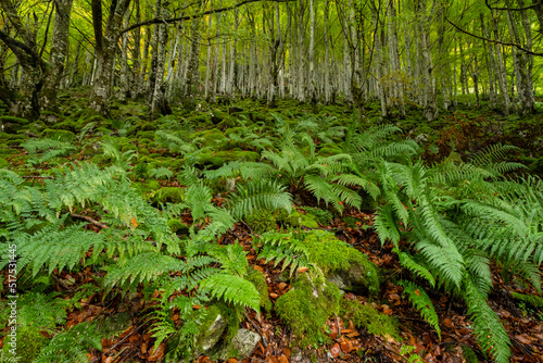 bosque de Bordes  valle de Valier -Riberot-  Parque Natural Regional de los Pirineos de Ari  ge  cordillera de los Pirineos  Francia