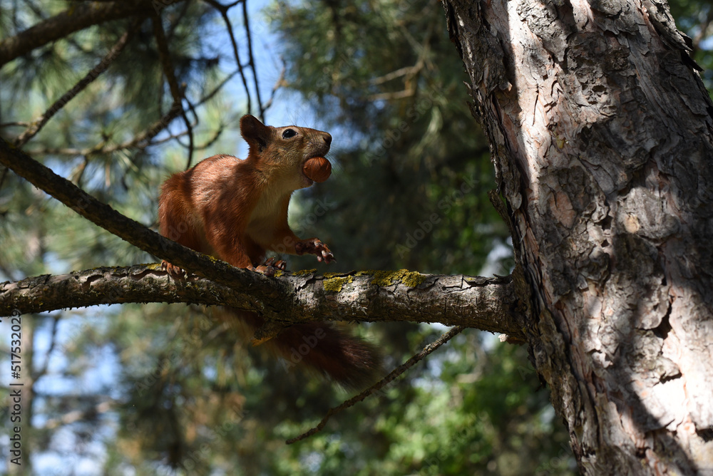 Eurasian red squirrel (Sciurus vulgaris) eating a hazelnut on a branch. Cute curious squirrel climbing down the pine tree trunk and looking at the camera as if smiling slightly. 