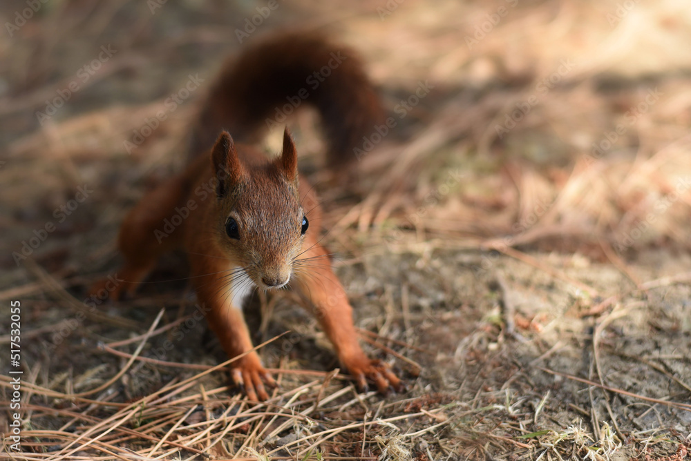 Closeup portrait of red squirrel sitting on the ground Closeup portrait of red squirrel sitting on the ground