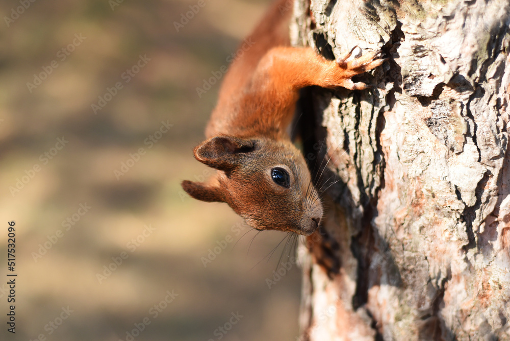 Curious red squirrel peeps from behind a tree trunk. Cute curious squirrel climbing down the pine tree trunk and looking at the camera as if smiling slightly. 