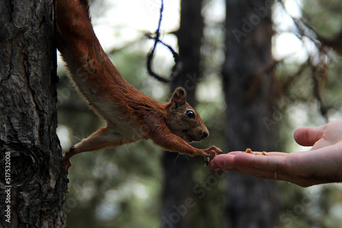 Curious squirrel peeks out from behind tree trunk in forest. Eurasian red squirrel (Sciurus vulgaris) taking nut from hand while hanging on a tree © Tata