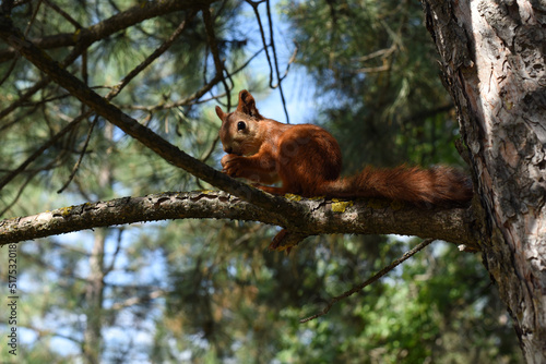 Eurasian red squirrel (Sciurus vulgaris) eating a hazelnut on a branch. Cute curious squirrel climbing down the pine tree trunk and looking at the camera as if smiling slightly.  © Tata