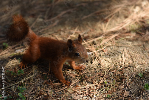 Closeup portrait of red squirrel sitting on the ground