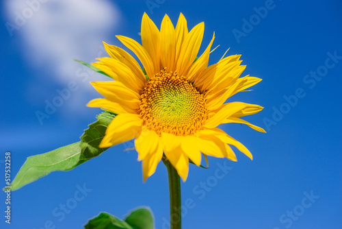 Beautiful landscape with sunflower field over blue sky. Nature concept