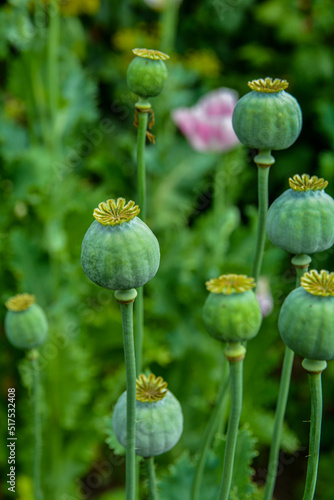 Opium poppy, Papaver somniferum .