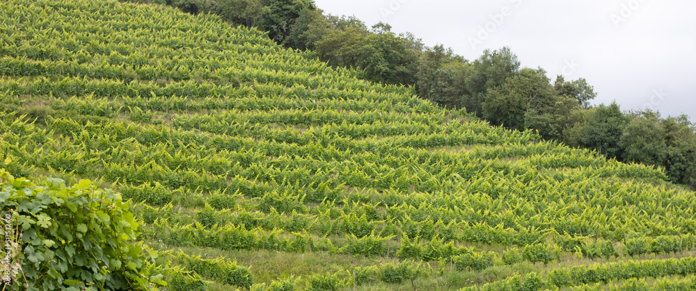Panoramic of a vine crop on a hillside Panoramic of a vine crop on a hillside