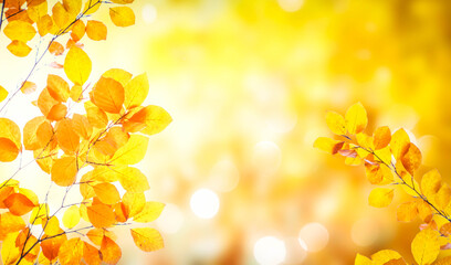 Vibrant fall foliage