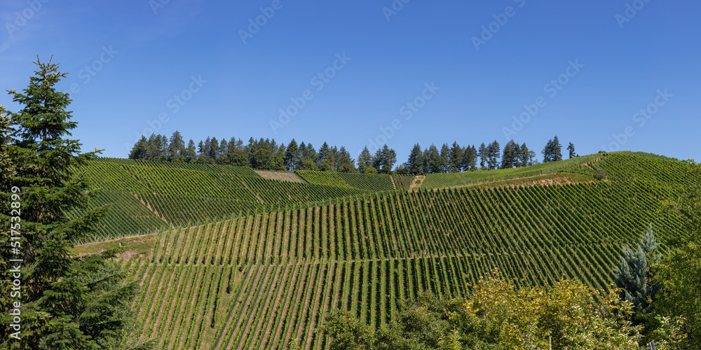 View of beautiful vineyards with blue sky in in Durbach, Germany, black forest area, near Baden-Baden