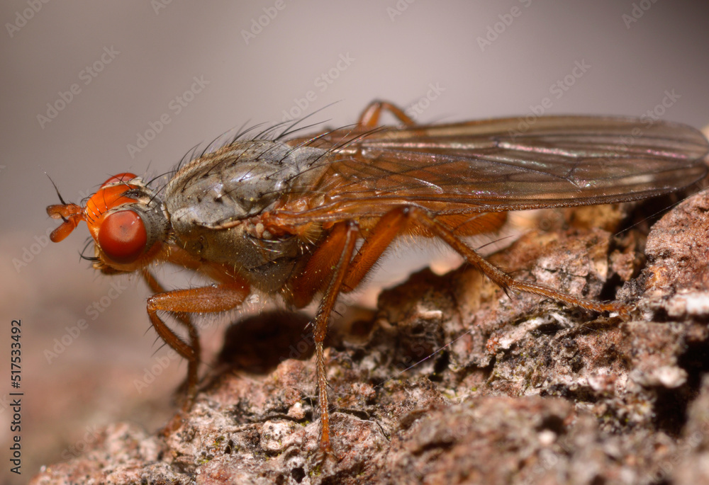 red eyed fruit fly sitting on a tree trunk very close to camera red eyed fruit fly sitting on a tree trunk very close to camera