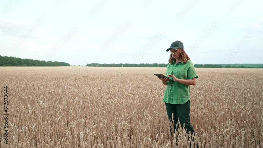 Woman agronomist works in ripe wheat field with digital tablet, checking integrity of ears, growth. Agricultural business, technology, smart eco system, harvest concept. Woman agronomist works in ripe wheat field with digital tablet, checking integrity of ears, growth. Agricultural business, technology, smart eco system, harvest concept.