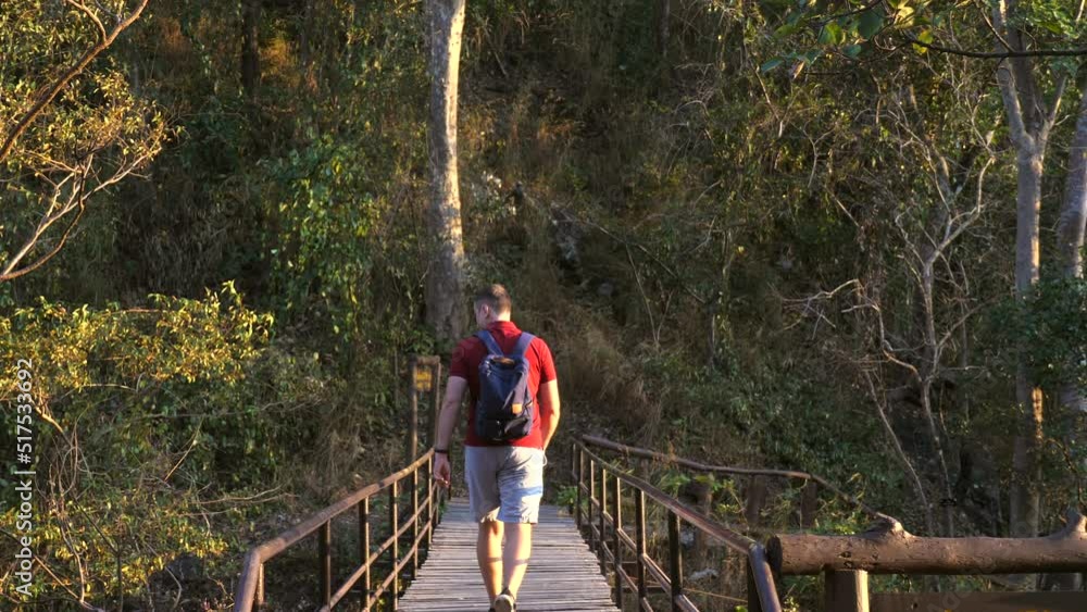 Happy man with backpack go hiking or trekking on pedestrian bridge in forest in natural sanctuary, rear view. Adult male tourist walk on wooden path in woods at sunset time. Tourism, travel concept.