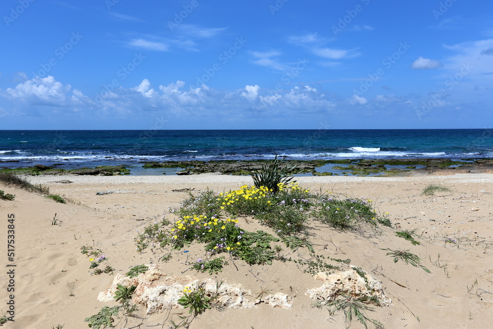 Mediterranean coast in northern Israel Mediterranean coast in northern Israel