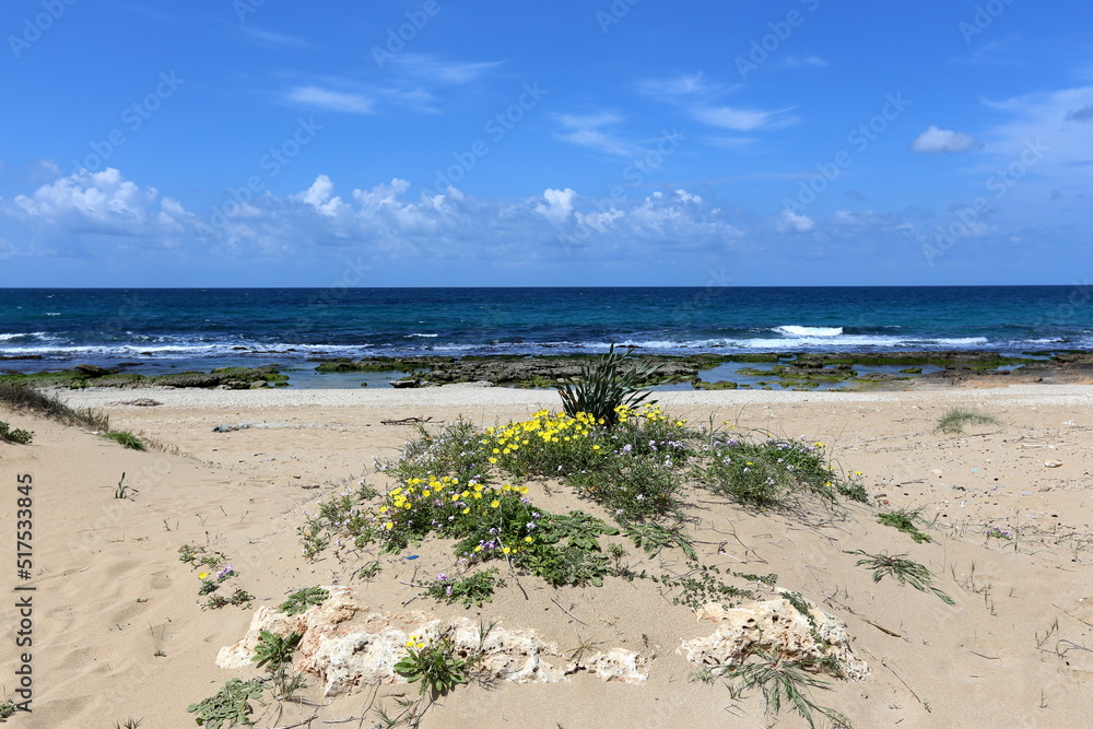 Mediterranean coast in northern Israel