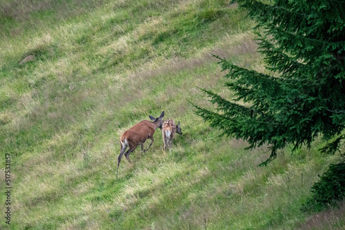 a red deer female with his calf on the mountain meadow at a summer morning