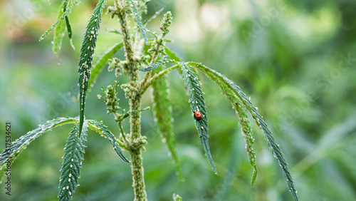 The plant affected by aphids is hemp. Ladybug feeds on aphids. Close-up, copy space..