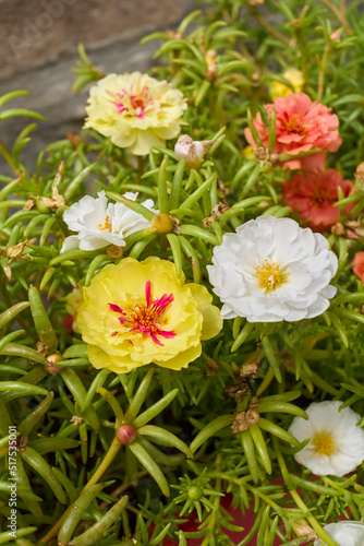 Portulaca grandiflora