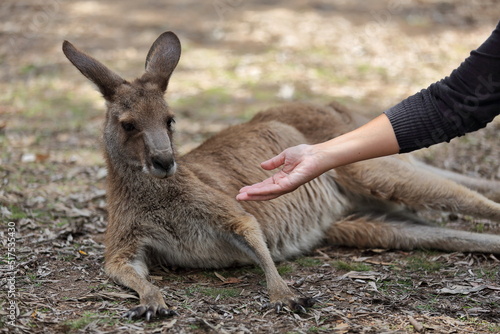 Male eastern gray kangaroo-woman's hand fed-leaf litter covered ground. Brisbane-Australia-066