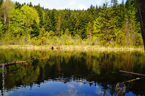A view of a mountain lake surrounded by tall green trees in the Carpathian mountains on a spring day