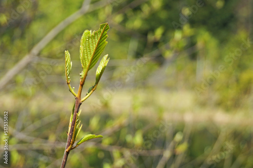 A branch of a young tree with soft green leaves on a tree in a park on a spring day