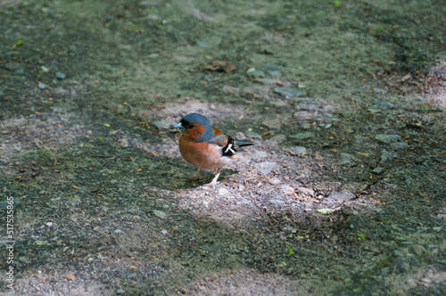 A finch bird with red, brown and blue feathers sits on a stone in a park on a spring day