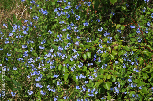 The lawn is covered with small flowers with delicate blue petals in the green grass on a spring day