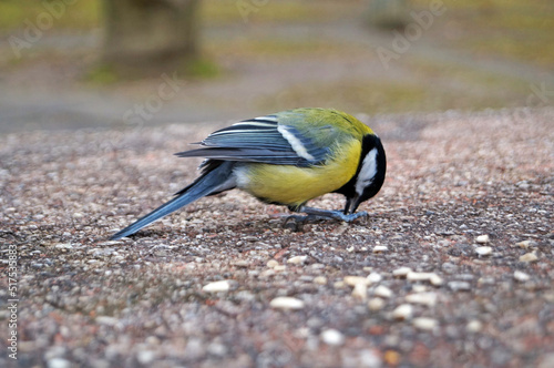 The tit bird sits on a stone and eats a seed on a winter day