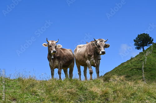 Fototapeta Naklejka Na Ścianę i Meble -  Kühe in den Schweizer Alpen