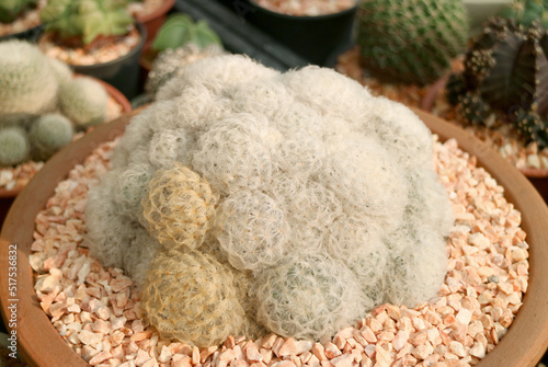 Closeup of Fluffy Rounded Shape with White Spikes of Feather Cactus in a Terracotta Pot photo