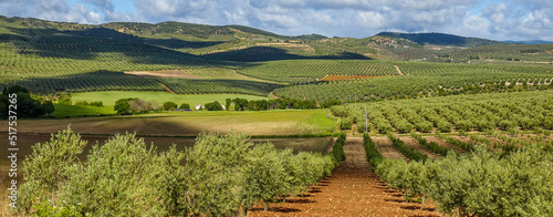 View of large agricultural areas of olive trees in the Andalusian countryside (Spain) photo