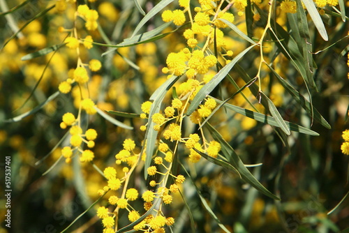 Mimosa tree blooms in the city park