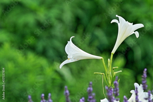 There are various colors of lilies  but I still like white 