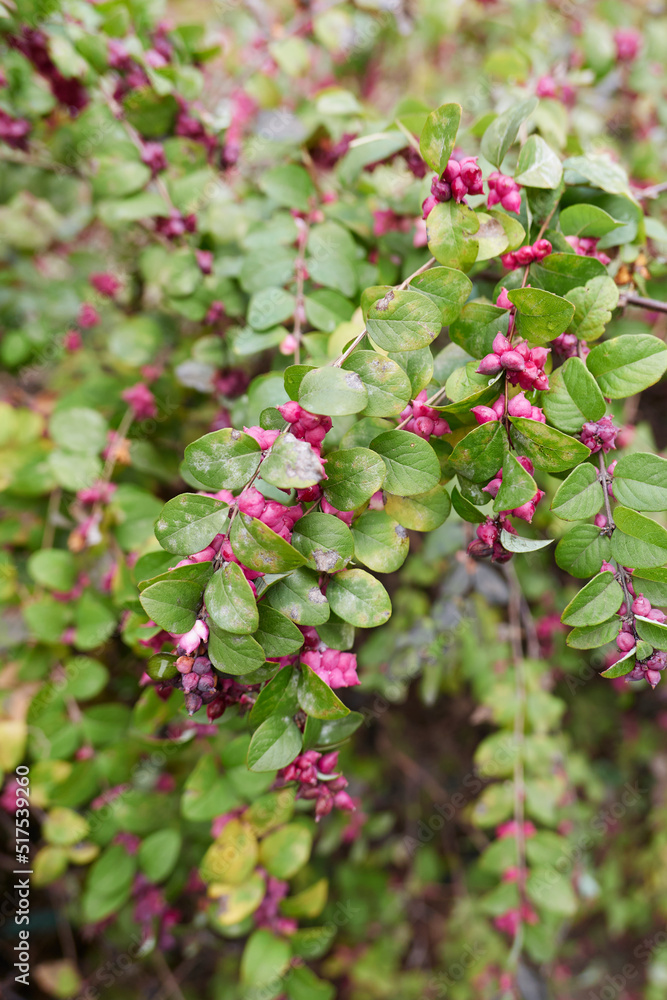 Symphoricarpos orbiculatus branch close up