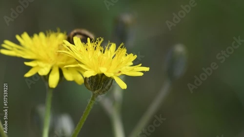 Bee pollinating on a yellow flower in a natural reserve in Catalonia, Spain