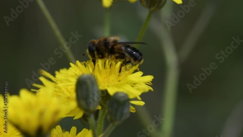 Bee pollinating on a yellow flower in a natural reserve in Catalonia, Spain