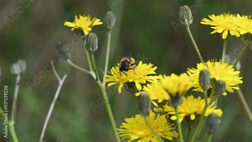 Bee pollinating on a yellow flower in a natural reserve in Catalonia, Spain