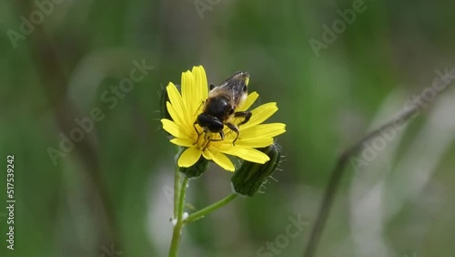 Bee pollinating on a yellow flower in a natural reserve in Catalonia, Spain