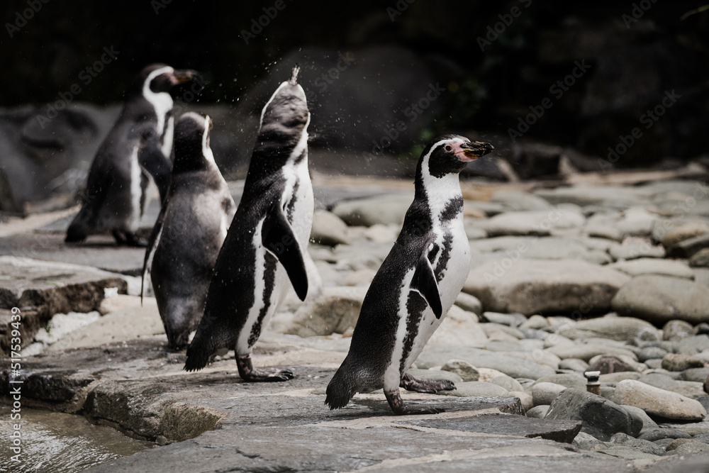 Fototapeta premium Magellanic penguins - Spheniscus magellanicus - detail on the group of animals