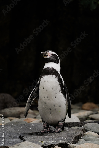 Magellanic penguins - Spheniscus magellanicus - detail on the animal