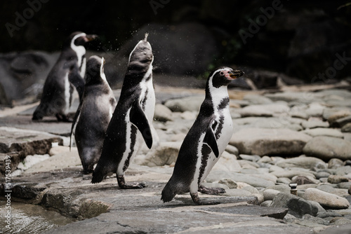 Magellanic penguins - Spheniscus magellanicus - detail on the group of animals