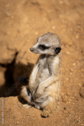 Young Meerkat - suricata suricatta - detail on the animal from close distance in its natural habitat