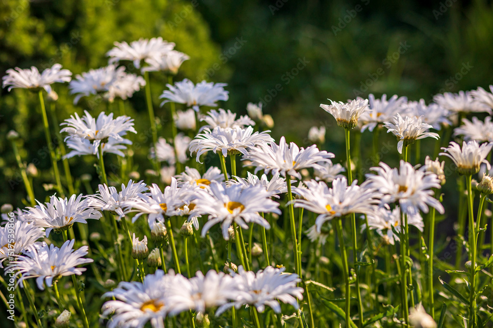 field of flowers field of flowers