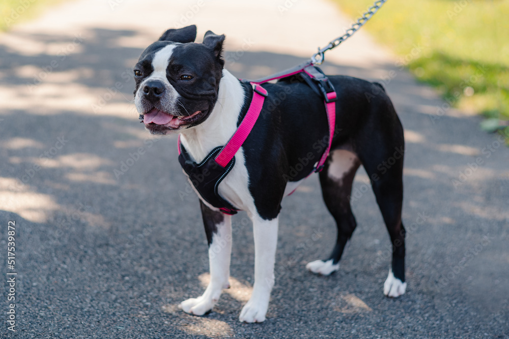 Young Boston Terrier standing outside, wearing a harness with pink straps and a rope chain leash. Her ears are back against her head.