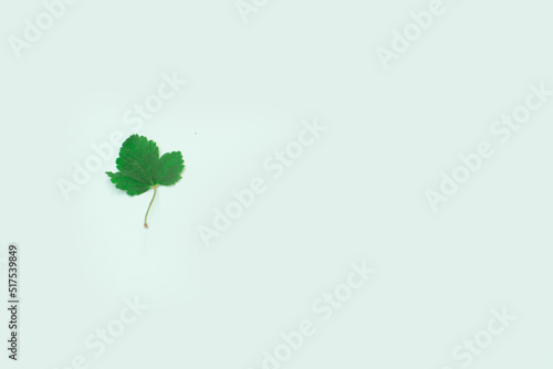 A small green petal on a blue background. photo