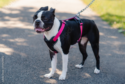 Fototapeta Naklejka Na Ścianę i Meble -  Young Boston Terrier standing outside, wearing a harness with pink straps and a rope chain leash. Her ears are back against her head.