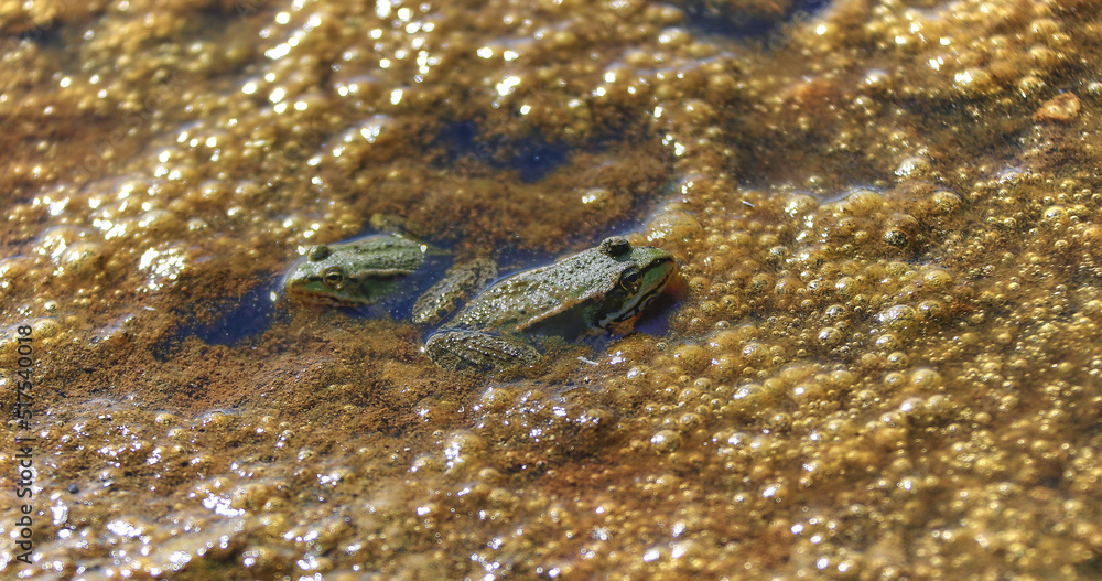 Striped water frog in a stream close up high resolution.
