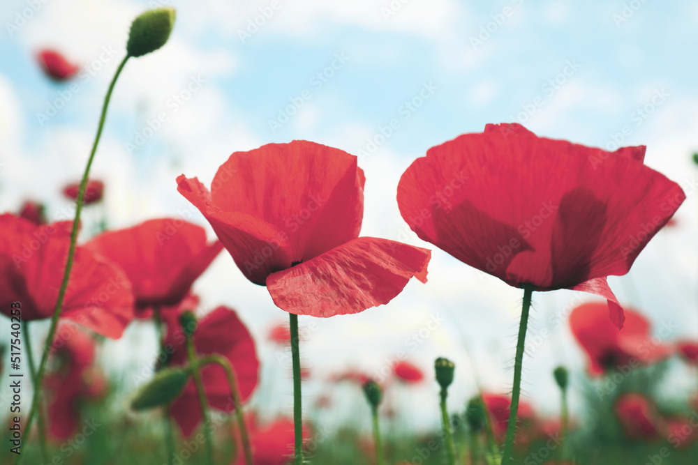 Fototapeta premium Beautiful red poppy flowers growing in field, closeup